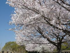 多々良沼公園のサクラ_2017（2）_早いサクラは散り始め、遅いサクラはほぼ満開、全体的には見頃です。（群馬県・邑楽町）