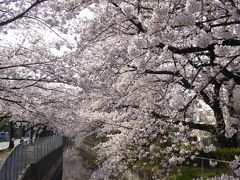春爛漫の「川口グリーンセンター」♪　Vol.1　周辺の桜は満開♪