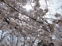 春爛漫の「川口グリーンセンター」♪　Vol.2　園内も桜は満開♪