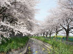 息子のお下がりのカメラ片手に　お花見ウォーキング　見沼田んぼ：さいたま