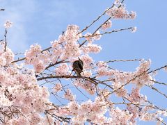 咲いた！咲いた！桜が咲いた(*ﾟ▽ﾟ*) 咲いた桜を追いかけてーその2　南信州　美しい時 輝きの瞬間（とき）飯田市 “舞台桜と石塚桜”を訪ねました。