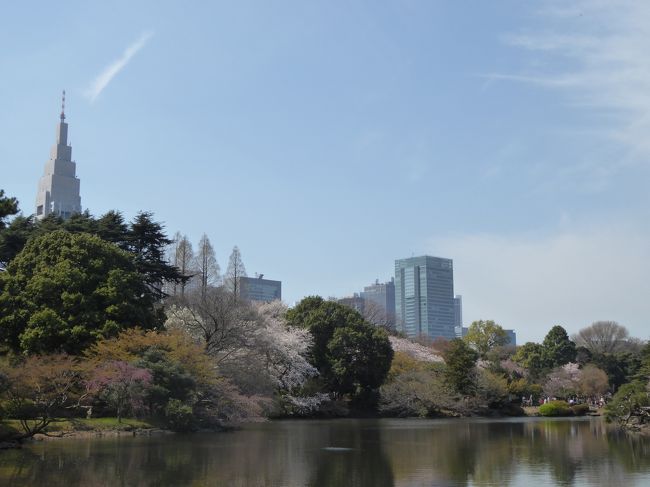 2017年4月5日、新宿の名所「新宿御苑」に行きました♪<br />ちょうど、満開を迎えている。<br />それにしても大混雑でびっくり。<br />しかも外国観光客が大挙に押し寄せている状況で、<br />周囲はYouたちだらけ。<br />国際的なお花見になったものだと時代を感じさせる。<br /><br />広大な新宿御苑は美しい。<br />満開のソメイヨシノサクラがあちこちと。<br />日本庭園ゾーンも満開に。<br />Youたちも桜を見上げて。<br />子供たちもはしゃぎまわる。<br />偶然にも花びらを取ろうとする美しいお姫様の姿も。<br />ゆったりと眺めて♪