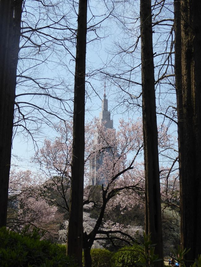 2017年4月5日、新宿の名所「新宿御苑」に行きました♪<br />ちょうど、満開を迎えている。<br />それにしても大混雑でびっくり。<br />しかも外国観光客が大挙に押し寄せている状況で、<br />周囲はYouたちだらけ。<br />国際的なお花見になったものだと時代を感じさせる。<br /><br />広大な新宿御苑は美しい。<br />満開のサクラがあちこちと。<br />また、新緑が始まり、<br />その競演も美しい。<br />特にモミジの新緑は素晴らしい。<br />ゆったりと眺めて♪