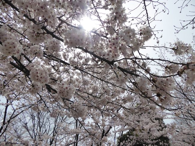 2017年4月6日、川口の名所「グリーンセンター」に行きました♪<br /><br />園内もソメイヨシノサクラが満開となり、<br />見事。<br />また、白色の桜も。<br />その競演も美しく、素晴らしい。<br />ゆったりと眺めて♪