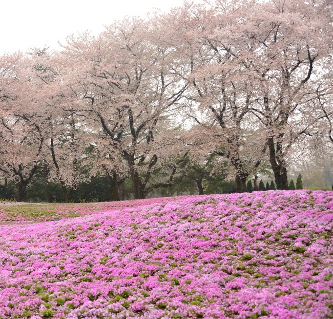 信州上田の桜を見に行こう！と首都高速～中央高速に向かって出発しました。<br />出発時の天気は曇り。予報ではこれから悪くなるとの事。<br />車内では tamayura が TV朝日 依田さんのお天気中継を見ています。<br />依田さん「今年の桜は少し遅れています。そのおかげで シバザクラ と さくら の競演がみごとです。」<br />tamayura「きれい！」<br />・・・・・・・・・・・・・・・・・・<br />行き先 変更・・・・・・・・<br />と、云うわけで、首都高速 神田橋ジャンクションで Uターン！！！<br />５号線～川口線～東北道に向かいます。<br /><br />行き先は 群馬県館林 東武トレジャーガーデン です。