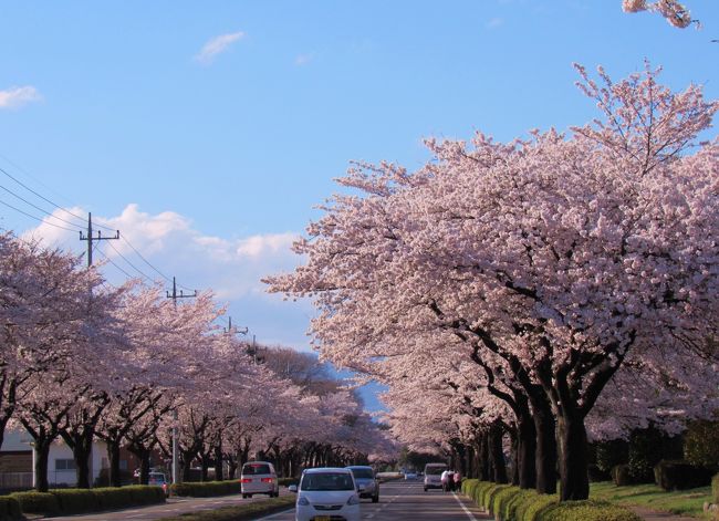 桜を求めて④～艶やかな桜のトンネル（大田原市野崎工業団地）