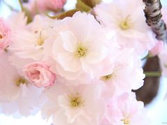 新宿御苑の桜ウォッチング：桜吹雪と八重桜を楽しむ