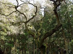 時期外れの桜を探しに～辻山の枝垂れ桜