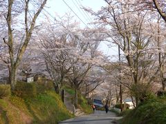 平成２９年・吉野山千本桜