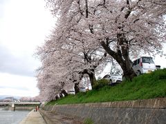 八幡桜風情１～東一口取水場前川堤の桜並木