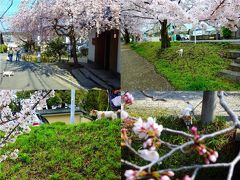 2017年春　小梅のお花見日記