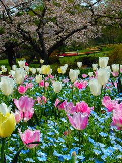 ☆春のお散歩♪舘山寺温泉＆浜名湖花フェスタ★浜松フラワーパーク★世界一美しい「桜とチューリップの庭園」2017☆