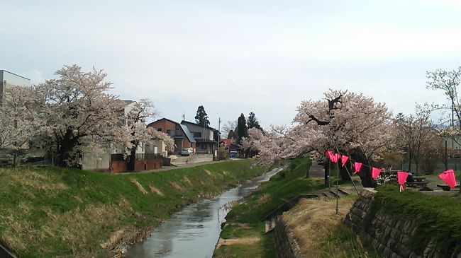 2017年４月16日の日曜日の新潟県上越市高田地区のサクラ