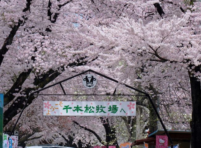 桜を求めて⑤～千本松牧場と烏ケ森の桜が見頃になりました。追加編