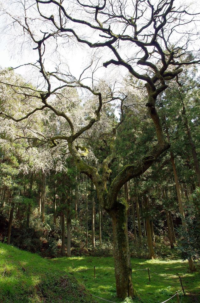 毎年、飽きるくらいに桜を見に行くのですが、今年ほどタイミングが合わないことは有りませんでした。<br />予定では、錦帯橋と桜を見に行くつもりだったのですが、天候不順で行けず。<br />やっと休みが取れた今日、近場で行ける桜の名所を探したところ、むつみ地区の辻山に有る枝垂れ桜が見頃だとか。<br />地図で見ても大体の位置しかわからなかったので、看板を頼りに行くことにしました。<br />同じ方向に有る、吉部八幡宮の大杉を見て参拝した後、広域林道を走って行くとやっとのことで着きました。<br />途中からは、道が狭いと嫌なので歩いて行きました。<br />雨で、地面がぬかるんでいた上に、足元をハミ（マムシ）が通り過ぎて行きちょっとビックリ。<br />枝垂れ桜の花は小さいのですが、こんな山の中で健気に咲いているとは儚いやら切ないやら。<br />そんな風景を独り占めして、贅沢な花見をすることが出来ました。<br /><br />