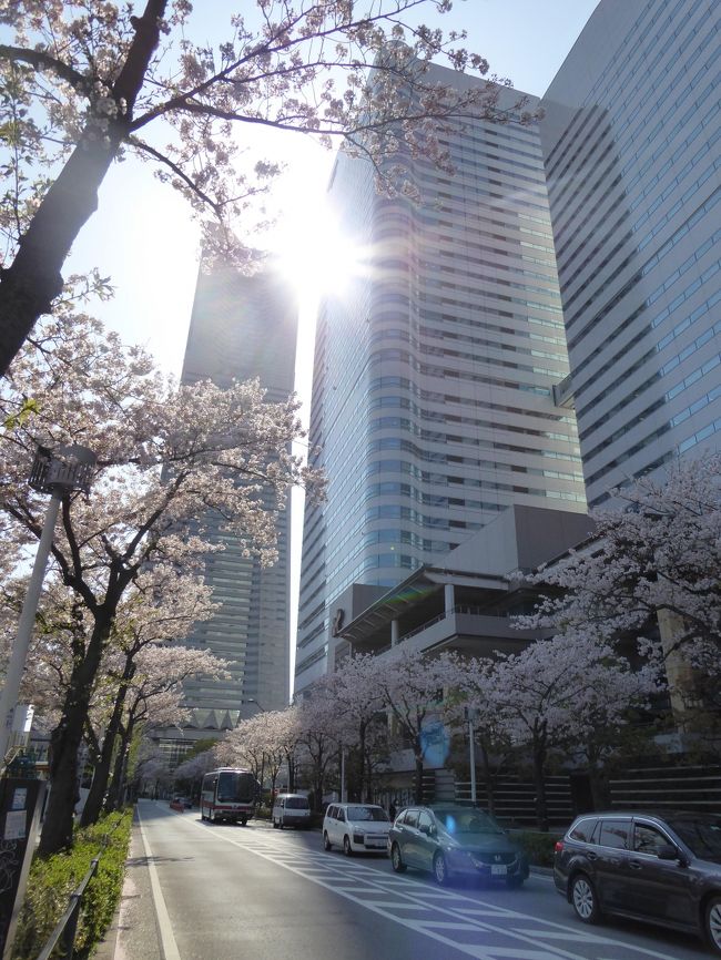 春爛漫の優雅な横浜♪　Ｖｏｌ2　☆横浜ランドマークタワーからマリンウォークへ優雅に歩く♪