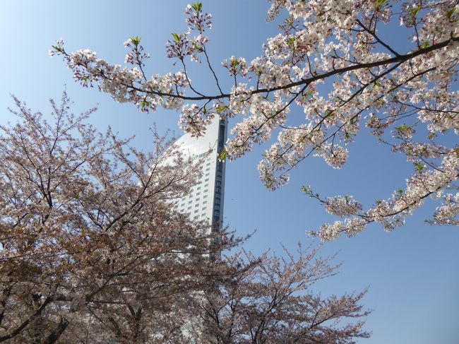 ４月１３日～１５日の２泊３日、恒例の春の横浜へ行きました♪<br />ショッピング、フラワー、グルメと楽しんできました♪<br /><br />☆Ｖｏｌ３：第１日目（４月１３日）横浜♪<br />横浜ランドマータワーからマリンウォークへ歩く。<br />横浜マリンウォークは1年ぶり。<br />しかも開業して1年。<br />さそ、発展しているだろうなと思ったら、<br />人は少なく、ガラガラで寂しい雰囲気。<br />早くも閉店となってしまったお店も。<br />やはり、ヒットしなかったのかな？<br />浮き沈みの激しいこのご時世。<br />生き残りは厳しいと現実に突き付けられる。<br />ゆったりと眺めて♪