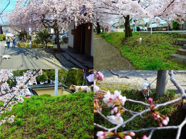 今年の京都の桜は４月に入っても、あちらこちらの名所から満開の知らせは届かず。<br />毎年行く哲学の道もまだもう少し先のようでした。<br />しかし、４月５日。我が家の老犬小梅の体調が良さそうでしたし、その週末は雨模様ということでお花見に出かけてみました。<br />４月９日は、いつもの散歩道鴨川の桜が良い具合にに咲いているようでしたので、川までは歩くのは避けて小梅を自転車に乗せ、お花見に出かけました。