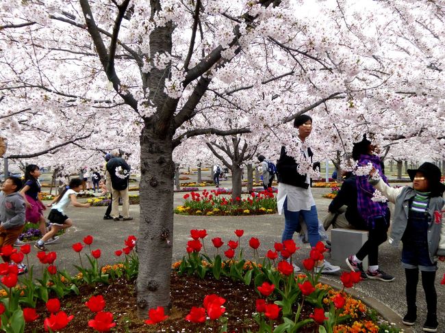 今年も日本列島にお花見のシーズンがやってまいりました。<br /><br />3月21日に例年より早く開花宣言となった東京地方の桜。<br />その声を聞くと私の心はそわそわと落ち着かなくなります。やはり私も日本人のはしくれなのですね～～。<br />毎年この季節にはあちこちお花見に出かけていますが、花の命は短くて・・・、今年も出かけてまいりました。<br /><br />この時期の4トラの花便り旅行記を拝見しますと、皆様のお写真のサクラの花の何ときれいなこと。自分の写真があまりにも見劣りがするので劣等感にさいなまれます.<br /><br />でもいいんです。これは私の備忘録だと開き直っています。<br /><br />◆◇<br />今世界がきな臭い危険な匂いに包まれています。下手をすると日本にも飛び火するかもしれません。<br />どうか世界がいつまでも平和で、来年もそのまた次の年も、永遠にお花見ができる日常であってほしいと思います。<br /><br />