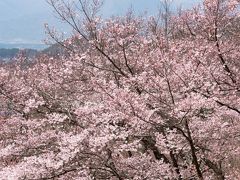 2017 天下第一の桜　高遠小彼岸桜