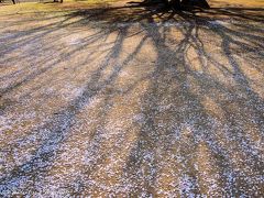 東京桜名所巡り（２）　新宿御苑の散り桜、ついでに新宿の夜景撮影