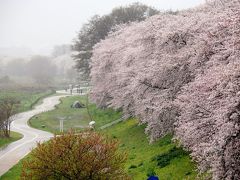 八幡桜風情３～八幡背割堤の桜並木（今年は満開中好天に恵まれず雨天訪問）