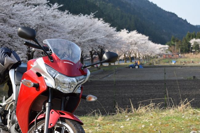 関西の花見シーズンも大詰め<br /><br />身の丈参号機に乗って恒例の海津大崎へ<br />珍しくピークをちょっぴり過ぎていた。<br />でも、そーてー内<br /><br />ならば。と、マキノ・今津経由で鯖街道を<br />京の都へ向かい南下<br /><br />ほ～れ♪ ×猫缶、○猫勘 大ヒット!!