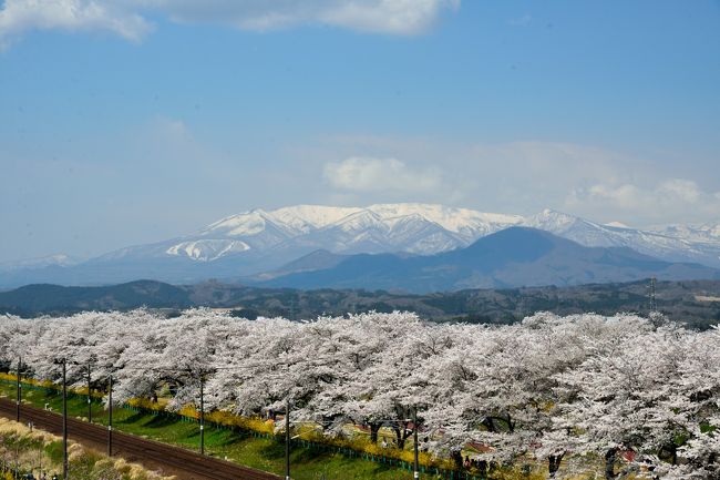ある晴れた4月の日曜日、宮城県へ観桜の旅へ。<br /><br />2017年の桜前線はゆっくりと北上し、そろそろ東北地方へと到達した模様。<br />今年はお花見のタイミングがなかなか無かったんですが、以前よりいつか行ってみたいな~と思っていた東北でも有数の名所「白石川堤一目千本桜」の桜がそろそろ満開とのことで、日帰りで観桜の旅へ。<br /><br />今回は、JRの「船岡駅」から「大河原駅」間の約4キロわたる白石川沿いの桜並木とともに、こちらも桜の名所である「船岡城址公園」を合わせて訪れてしまおうという、何とも桜づくしの行程にしてみました。<br /><br />春のうららかな日差しの下、一斉に咲き誇る約1,200本もの桜並木は壮観そのもの♪<br />また、近年整備された「しばた千桜橋」や「樅ノ木は残った展望デッキ」からの景色も素晴らしく、まさに“一目千本桜”に相応しい光景が広がっていました。<br /><br />【 散策ルート 】<br />東京駅 >> 仙台駅 >> 船岡駅 >> <br />●白石川堤一目千本桜<br /> さくら歩道橋 >> (白石川堤遊歩道) >> しばた千桜橋 >> 樅ノ木は残った展望デッキ<br /><br />〔参考〕今回の旅における他の旅行記<br />●【さくら名所100選】平和観音が見守る桜の園 <船岡城址公園花だより><br /> http://4travel.jp/travelogue/11234896<br />●【日本100名城】伊達政宗が青葉山に築いた天険の城 <仙台城登城記><br /> http://4travel.jp/travelogue/11236716