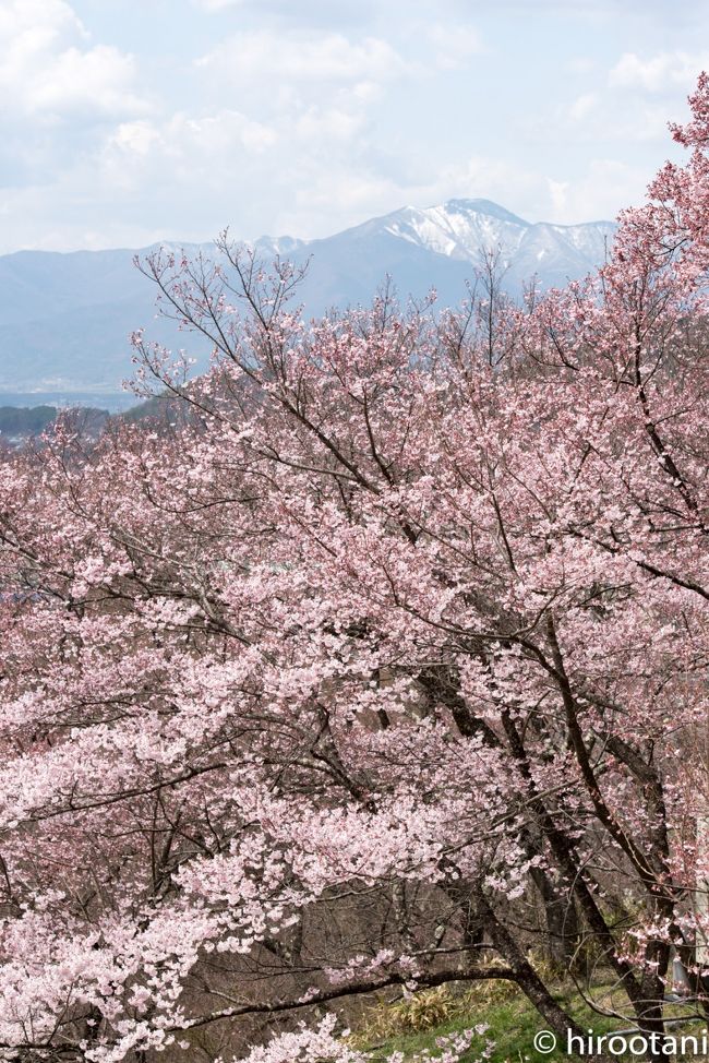 クラブツーリズムのバスツアーで天下第一の桜と称される高遠小彼岸桜を見に行きました。今年は、桜の開花が遅れていたので、当初の予約を１週間ずらして、１６日に訪れました。ところが、行ってみると、城址公園の桜はまだ２分咲きで、残念な状態でした。かろうじて、南門をでたところの桜が８分咲き程度で、なんとか空振りを免れました。とても心残りで、可能なら、また翌週にもリベンジできればと思っています。