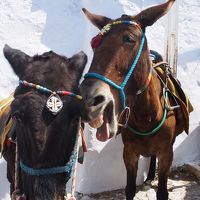 春のギリシャ　サントリーニ島・アテネ 　サントリーニ編③