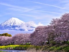 山梨と静岡の桜の旅（静岡）