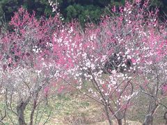 秋田市梅林園へ　～春だなぁ。