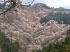 2017.4.15　吉野山の桜～急いで駆け巡る～