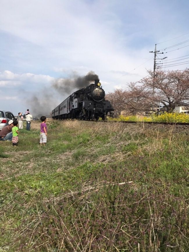 桜、菜の花とのコラボ<br />ギリギリ桜間に合いました<br />