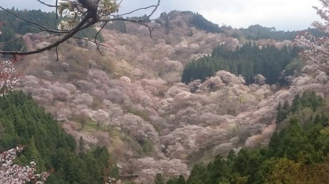 今年は、週末に桜の見頃を迎えていたので先週に続き、今週末も花見に出かけようと、吉野山へ行ってきました。<br /><br />吉野山は、とても人気の山で桜まつり開催時期は、平日でも休日か？ここは京都か？と思わせるほどの賑わいで、駐車場へ入るのにも同様に並びます。<br /><br />なので上記のことを踏まえ、この日の訪問方法(折角山へいくのだから、花見だけより、登山＋花見ができないか）をあれこれ考えました。<br /><br />そして出した答えが、吉野から上千本へ向かうのではなく、その逆方向から行くことでした。<br />蜻蛉の滝～青根が峰～奥千本・高城山・上千本ー中千本～桜木神社方面から国道へ出て、タクシーで出発地点へ戻るルートです。<br /><br />しかし、当日は午後から天気が急変するような予報だったので、のんびりと先に登山して、いざ花見と言うときに雨が降り出したら大変だと思い、結局王道のルートに変更しました。<br /><br />吉野に着いたら、まだ上の駐車場へ行けるかも？と思う雰囲気だったので、如意輪寺近辺の駐車場へ車を走らせました。<br />前の車はギリセーフで、私の車はギリアウト！　なんで～～。<br /><br />このまま上へあがると歩行者に混じってトロトロ動くだけなので、Uターンして駅近くの駐車場へ戻りました。しかしどこもアウト！<br /><br />更に駅から離れ、郊外駐車場へ行きました。<br />HPでは間違いなくシャトルが走る予定だったのに、何故か急遽？中止になっていました。<br /><br />少しでも早く上に上がるため、上市駅近辺の駐車場に止めて電車移動に切り替えようと吉野川対岸を走行しました。<br />すると、上市橋手前に上市臨時駐車場を発見！<br />何てラッキー。車を駐車することができました。<br /><br />吉野駅まで２駅。観光地と言えど単線路線なので頻繁には来ない。<br />ここから歩き、吉野駅ロープウェイ乗り場横の七曲りからの王道で上千本を目指しました。<br /><br />参道は当然ながら凄い混雑でした。ですがそれだけの甲斐のある見事な桜の満開風景でした。<br /><br />吉野には世界文化遺産に登録されている寺社仏閣がありますが、天候と大混雑の理由から全てスルーしました。<br /><br />一見勿体ない気もしますが、今回は桜メインで訪問したので、心配した天気の崩れがなく、午後からは陽が差したので、最高のコンディションで花見ができました。