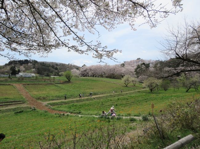 4月16日、午後1時頃に長瀞駅から歩いて旧新井住宅に到着した。　ここにある桜の木の下にあるベンチで遠くにある桜が満開の野土山の素晴らしい景色を見ながら遅めの昼食をした。　この後、野土山に上り、ロープウエイ乗り場まで歩いた。　山桜の下の上りは楽しかった。　途中、美しいミツバツツジが見られた。<br /><br /><br /><br />*写真は旧新井住宅付近からの野土山の満開の桜風景