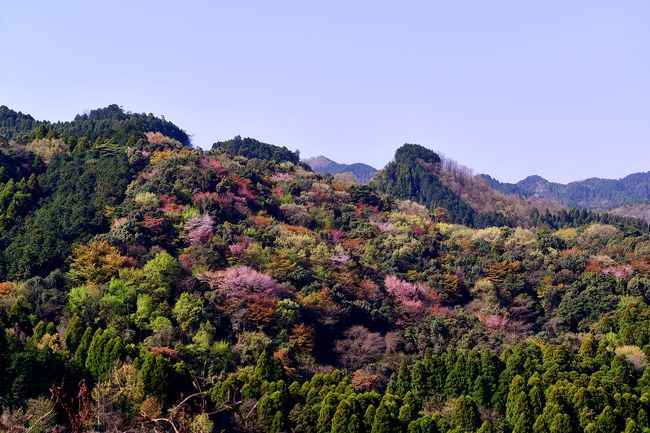 　現在工事中の大分川ダムの山に広がる山桜です。