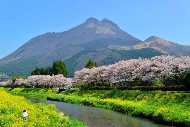 由布院では、由布岳をバックに大分川に咲く桜と菜の花のコラボを楽しみます。