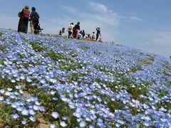 福島で春の訪れを感じたい☆～三春の滝桜を求めて！今年の桜はいかに…。ひたち海浜公園では少し早いネモフィラブルーに感激！！！目で、鼻で、お腹で春をめいっぱい感じた２日間～