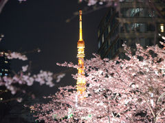 東京の花見・その５（浜離宮恩賜公園、東京タワー、東京ミッドタウン）