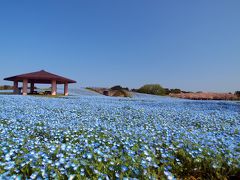 春の福岡長崎めぐり　ネモフィラ　桜　やませみかわせみ　ふぐ　アールヌーボー　古墳にコーフン　