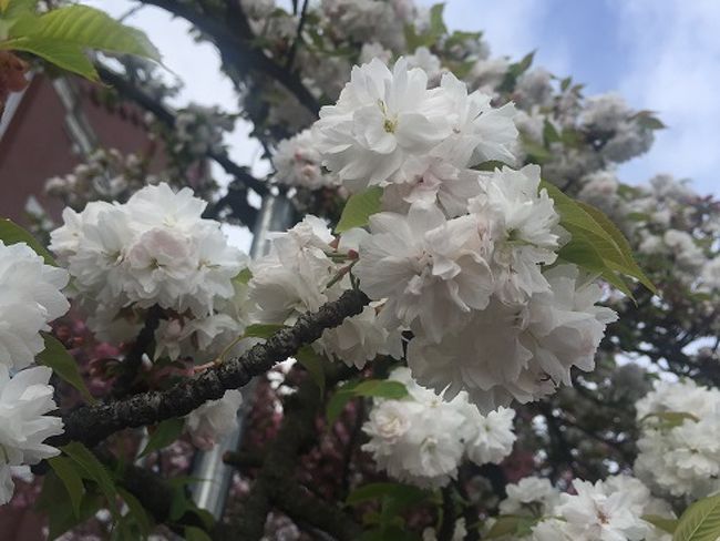 大阪造幣局　「桜の通り抜け」