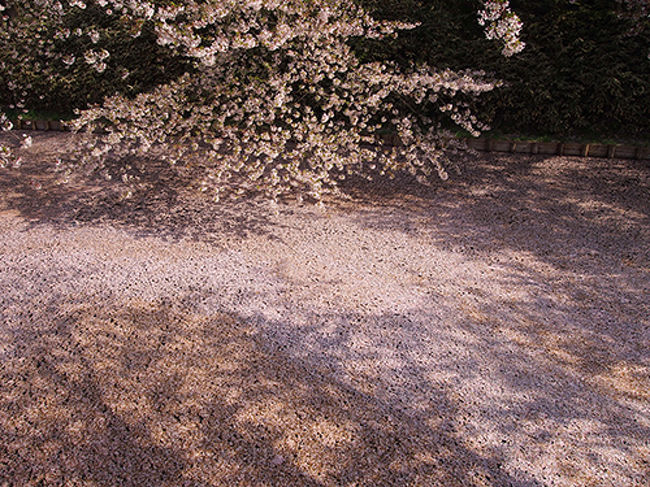 今年のGWは連休が2回。前半の3連休は東北の桜を満喫してきました。<br /><br />【1日目】自宅→仙台→奥州（車中泊）<br />【2日目】奥州→弘前→大潟→秋田→協和(車中泊)<br />【3日目】協和→角館→山形→会津若松→自宅