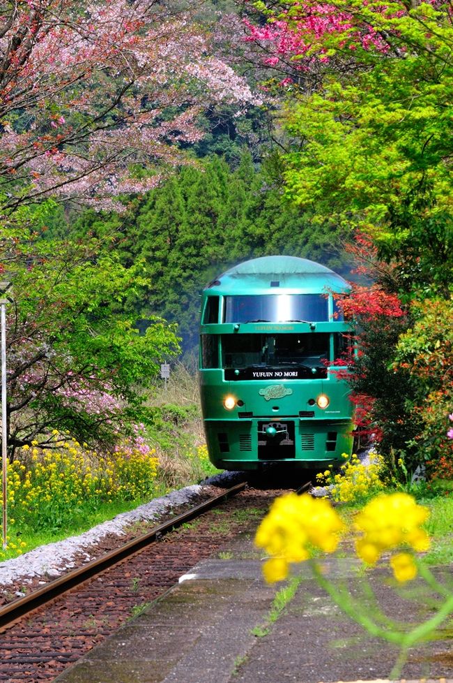 　遅くなったのですが、花の駅として名高い豊後中川駅へ行ってきました。<br />　ついでに、天ヶ瀬の桜滝と慈恩の滝、玖珠の伐株山と森機関庫へ。