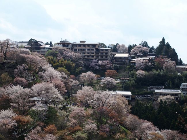 吉野山中千本の桜が満開で花見に行ってきました<br />駐車場はどこも満車で、入るところがなく、帰ろうかというところで如意輪寺の駐車場に運良く入れました<br />曇り空でしたが満開の桜が美しかったです<br />”吉野山には古来桜が多く、シロヤマザクラを中心に約200種3万本の桜が密集しています。<br />儚げで可憐な山桜が尾根から尾根へ、谷から谷へと山全体を埋め尽くしてゆきます。シロヤマザクラは下・中・上・奥の4箇所に密集しており、”一目に千本見える豪華さ”という意味で「一目千本」とも言われます。<br />おのおの下千本（しもせんぼん）、中千本（なかせんぼん）、上千本（かみせんぼん）、奥千本（おくせんぼん）と呼ばれており、例年4月初旬から末にかけて、下→中→上→奥千本と、山下から山上へ順に開花してゆくため、長く見頃が楽しめます。<br />また、桜の開花に合わせて夜桜のライトアップも行われており、あたりは昼間とはまた違った幽玄な雰囲気に包まれます。”(吉野山観光協会ＨＰより)<br /><br />如意輪寺　Ｐ1500円(運営協力金500円含む)<br />庭園・宝物館<br />拝観料：大人400円<br />拝観時間：４月観桜期：7時～17時　/　その他の時期：9時～16時<br />後醍醐天皇の御朱印付き御朱印帳1800円があります<br /><br />本堂如意輪観世音菩薩特別公開　4/7-4/9<br />後醍醐天皇御霊殿特別公開　　平成29年 4/7-4/16、4/29-5/7<br />