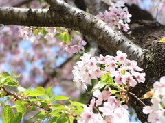 桜吹雪舞う夏日のチューリップとレッサーパンダの昭和記念公園と多摩動物公園2017（２）まぶしい夏日にそそられた昭和記念公園と多摩動物公園の春の花木めぐり