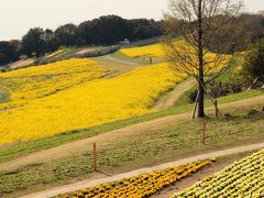 淡路花祭２０１７春　その１　あわじ花さじき