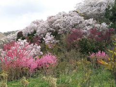 福島のさくら・・「福島に桃源郷あり」、花見山公園をめぐります。