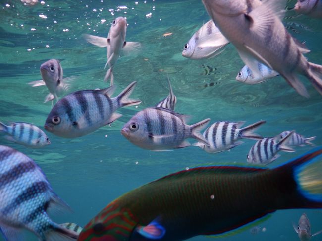 タオ島の海は透明度が高く綺麗です。魚も凄く元気でよく突っついてきました。　