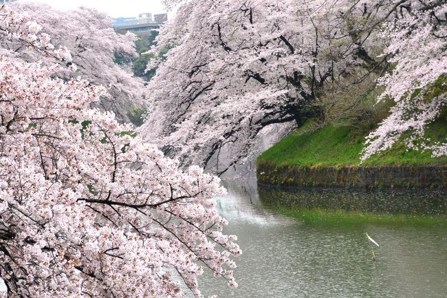 今年も遅かった千鳥ヶ淵の桜　2017春